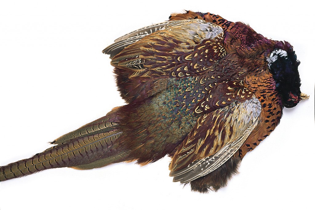 Cock Pheasant (ringneck) Complete Skin